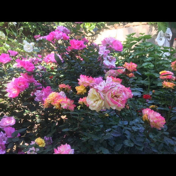 Meet your Posher, Priscilla - Picture 1 of 1